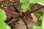 Lesser burdock